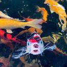 周某夜间驾驶大货车在没有路灯的城市道路上以