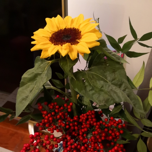 上海久乐驾校|久乐驾校报名价格|久乐驾校怎么